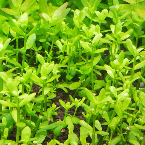 워터 바코파(3촉) - 중경수초 초심자용 두꺼운 잎 어항용수초