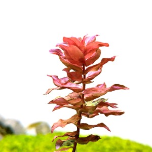로탈라 마크란도라 레드(3촉) - 후경수초 유경수초 적색 빠른성장속도 넓은잎